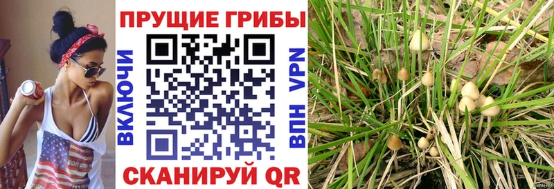 Галлюциногенные грибы GOLDEN TEACHER Луга