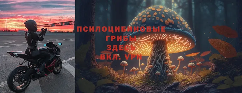 Галлюциногенные грибы Psilocybe  Луга 